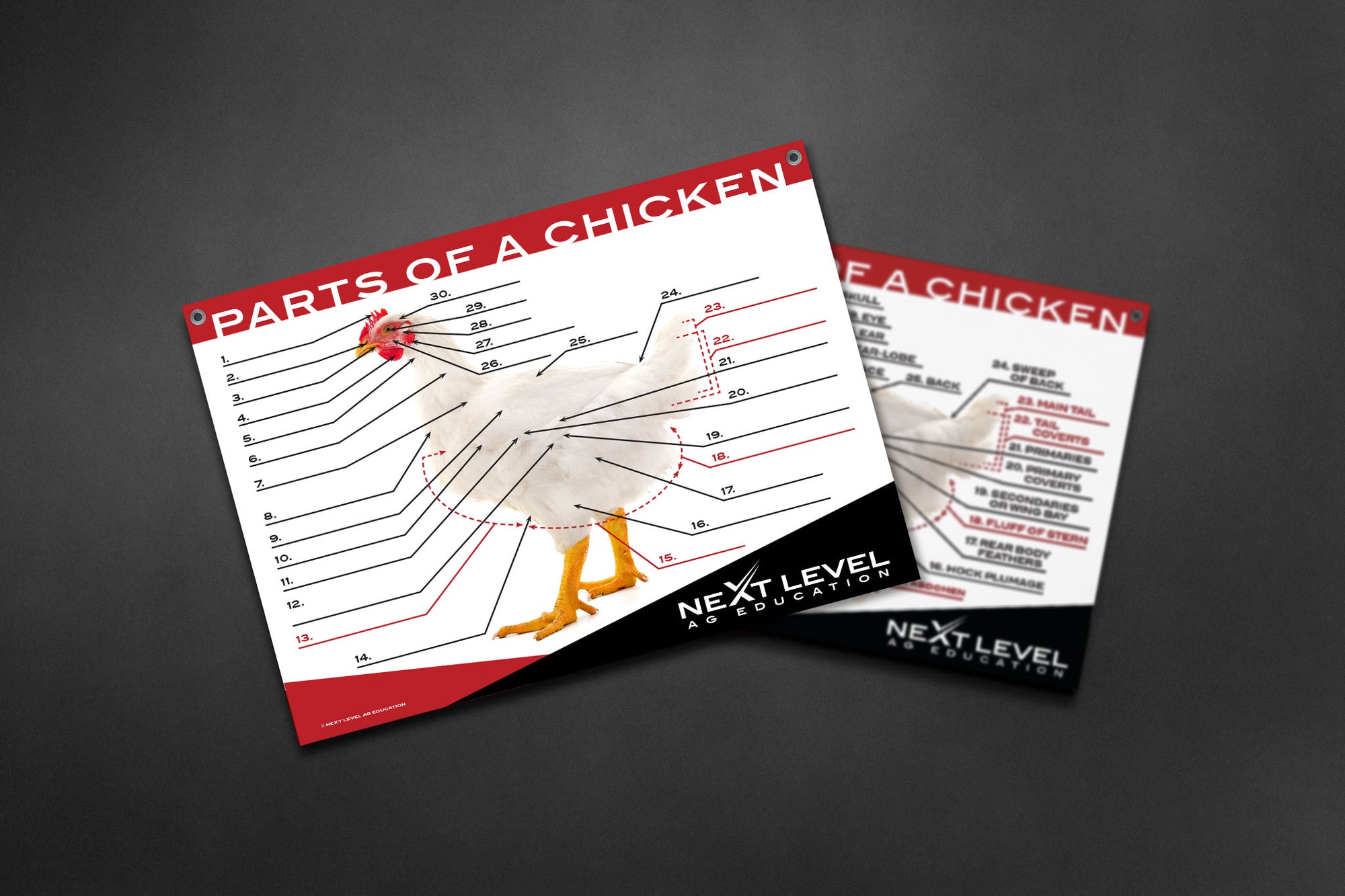 Chicken Component Interactive Chicken Anatomy Teaching Chart - 40” x 30” - Next Level ...