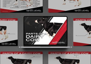 Dairy Cow Anatomy PowerPoint/Keynote Digital Download