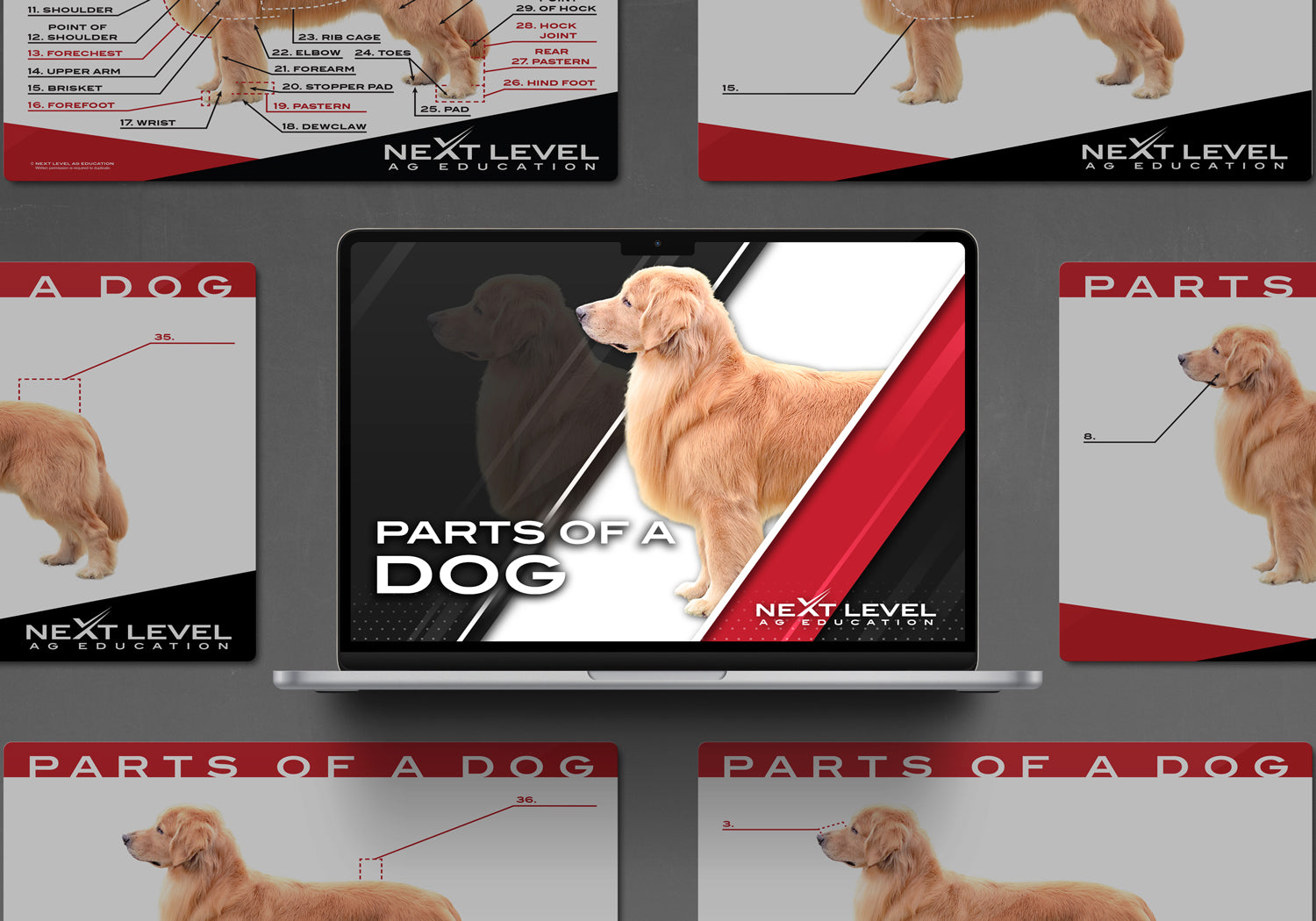 Dog Anatomy PowerPoint/Keynote Digital Download