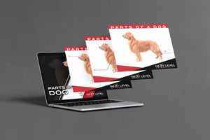 Dog Anatomy PowerPoint/Keynote Digital Download