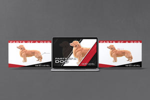 Dog Anatomy PowerPoint/Keynote Digital Download