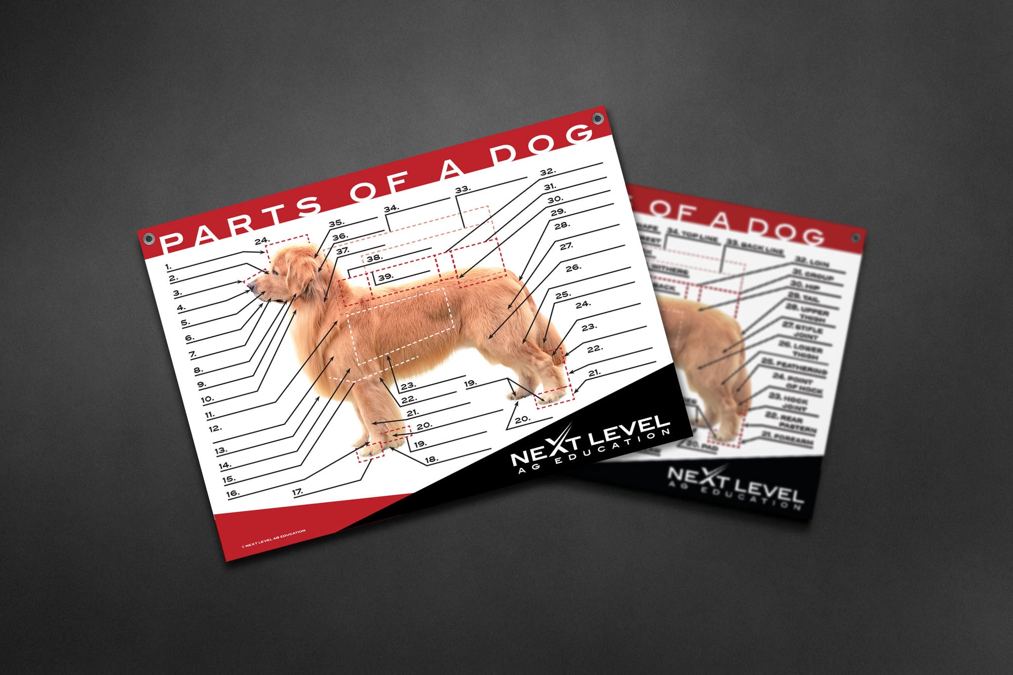 Interactive Dog Anatomy Teaching Chart - 40” x 30”