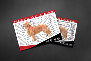 Interactive Dog Anatomy Teaching Chart - 40” x 30”