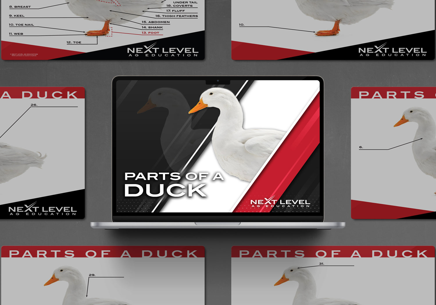 Duck Anatomy PowerPoint/Keynote Digital Download