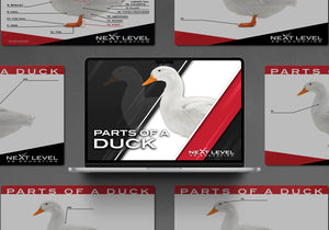 Duck Anatomy PowerPoint/Keynote Digital Download