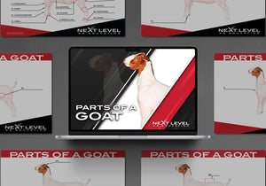 Market Goat Anatomy PowerPoint/Keynote Digital Download