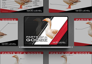 Goose Anatomy PowerPoint/Keynote Digital Download