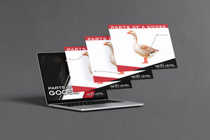 Goose Anatomy PowerPoint/Keynote Digital Download