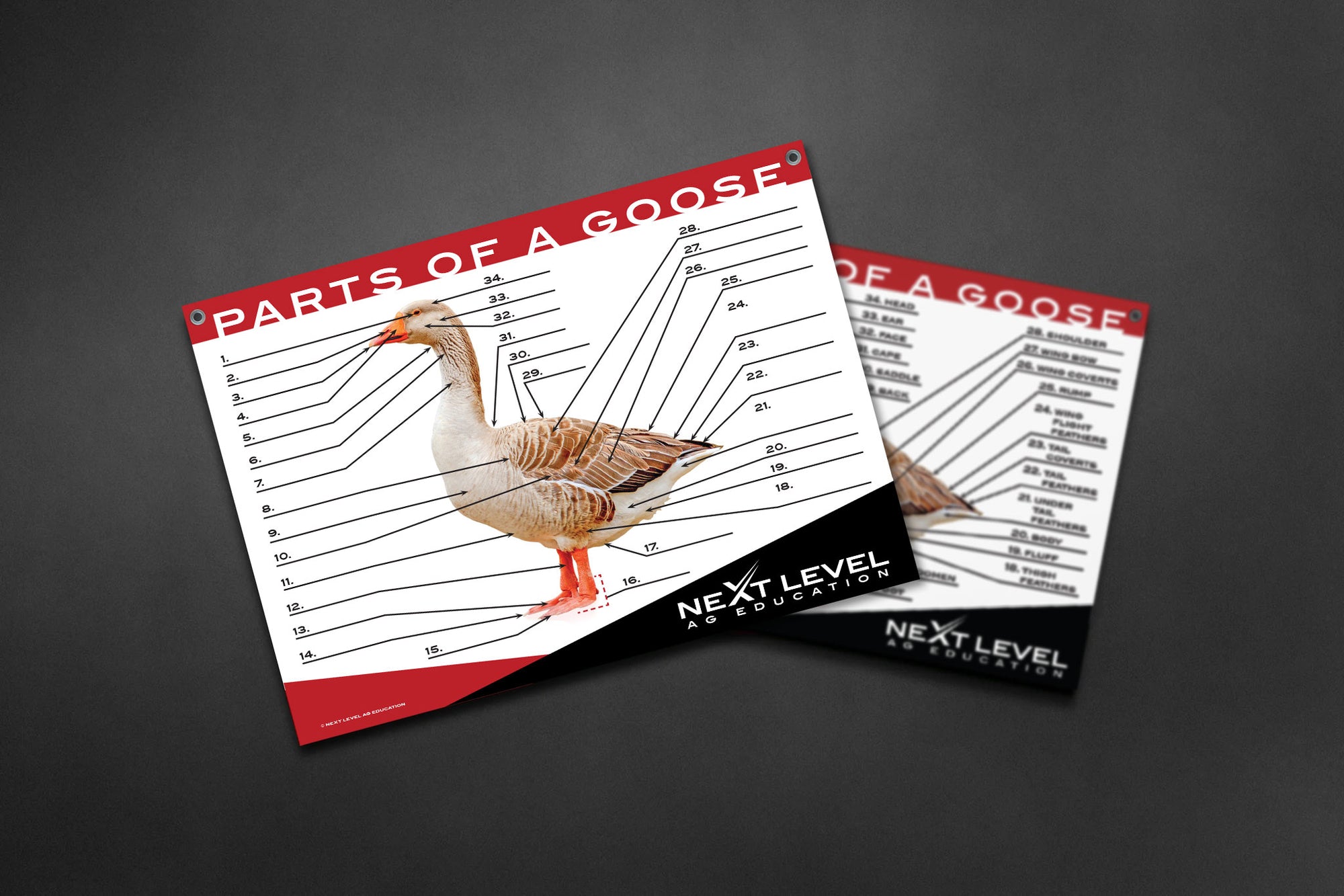 Interactive Goose Anatomy Teaching Chart - 40” x 30”