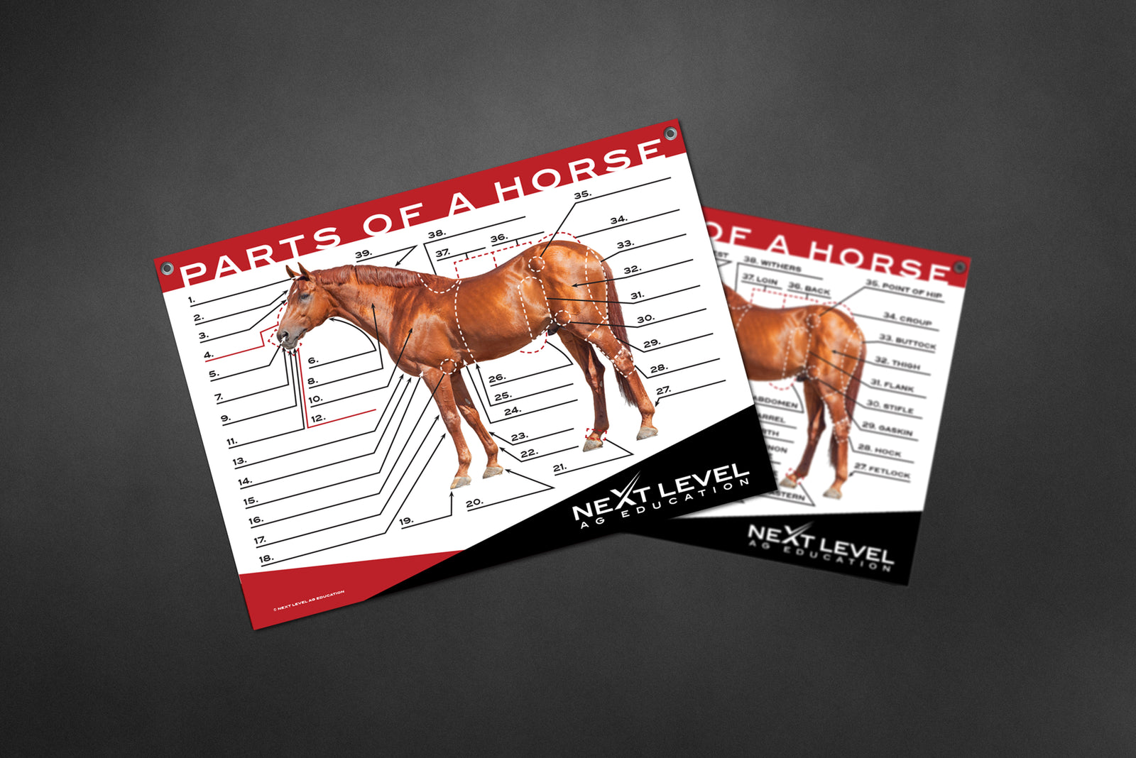 Interactive Horse Anatomy Teaching Chart - 40” x 30”