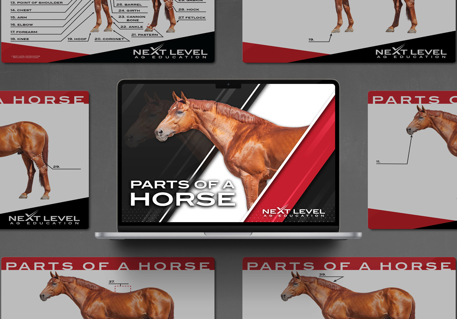 Horse Anatomy PowerPoint/Keynote Digital Download