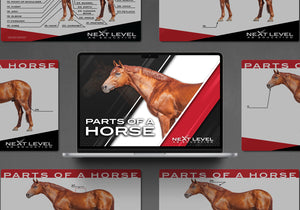 Horse Anatomy PowerPoint/Keynote Digital Download