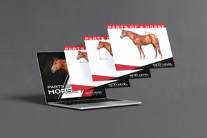 Horse Anatomy PowerPoint/Keynote Digital Download