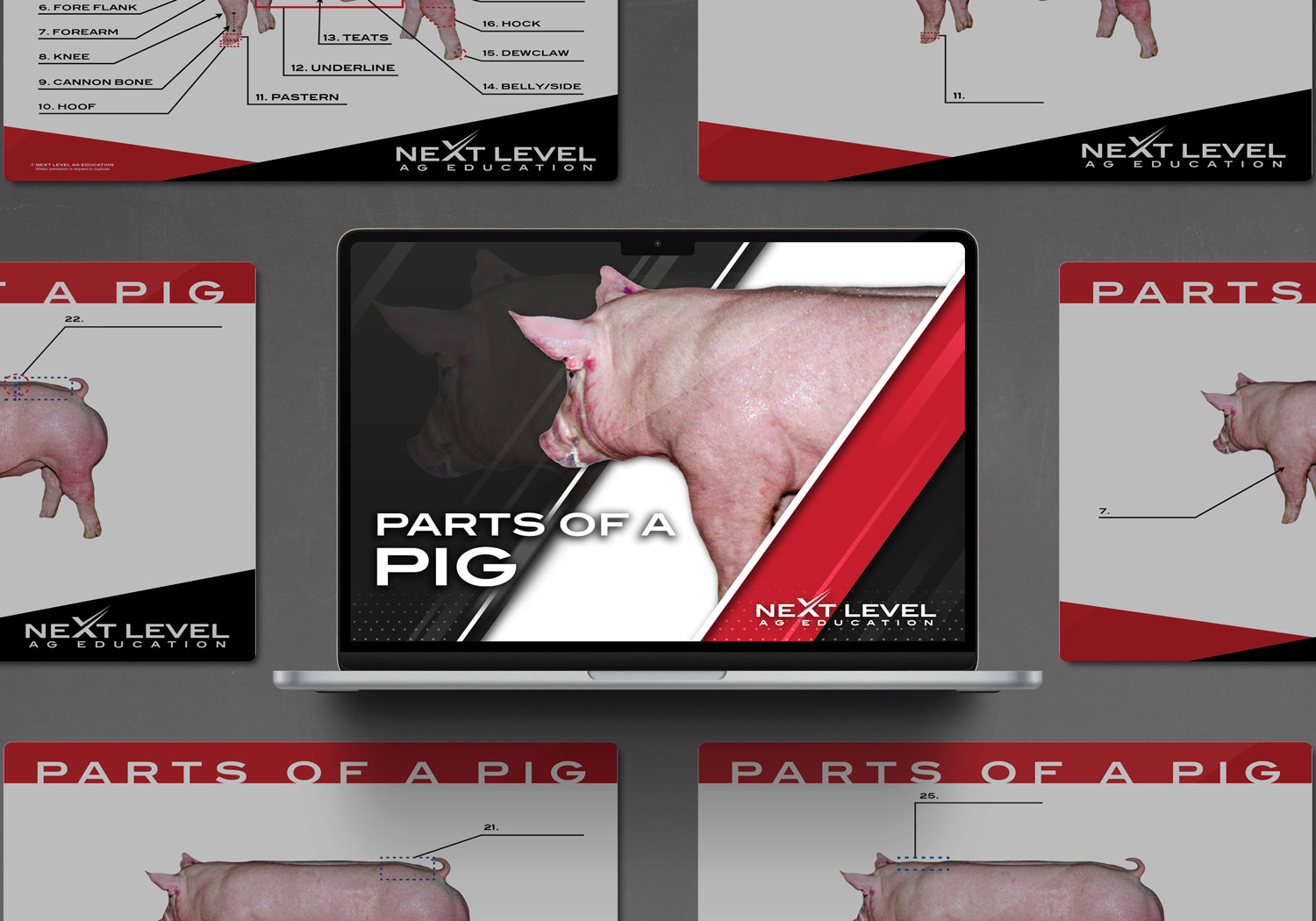 Pig Anatomy PowerPoint/Keynote Digital Download