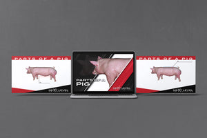 Pig Anatomy PowerPoint/Keynote Digital Download