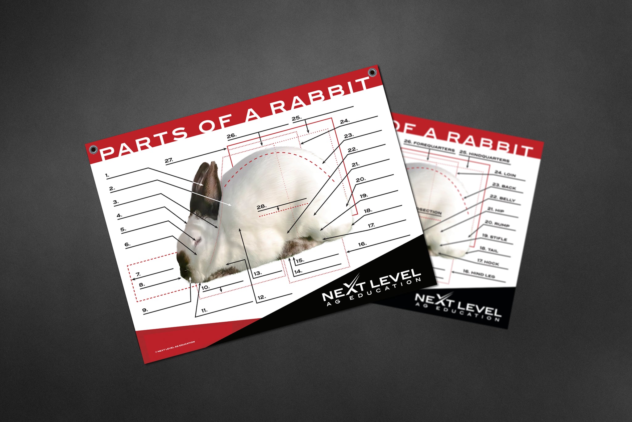 Interactive Rabbit Anatomy Teaching Chart - 40” x 30” - Next Level ...
