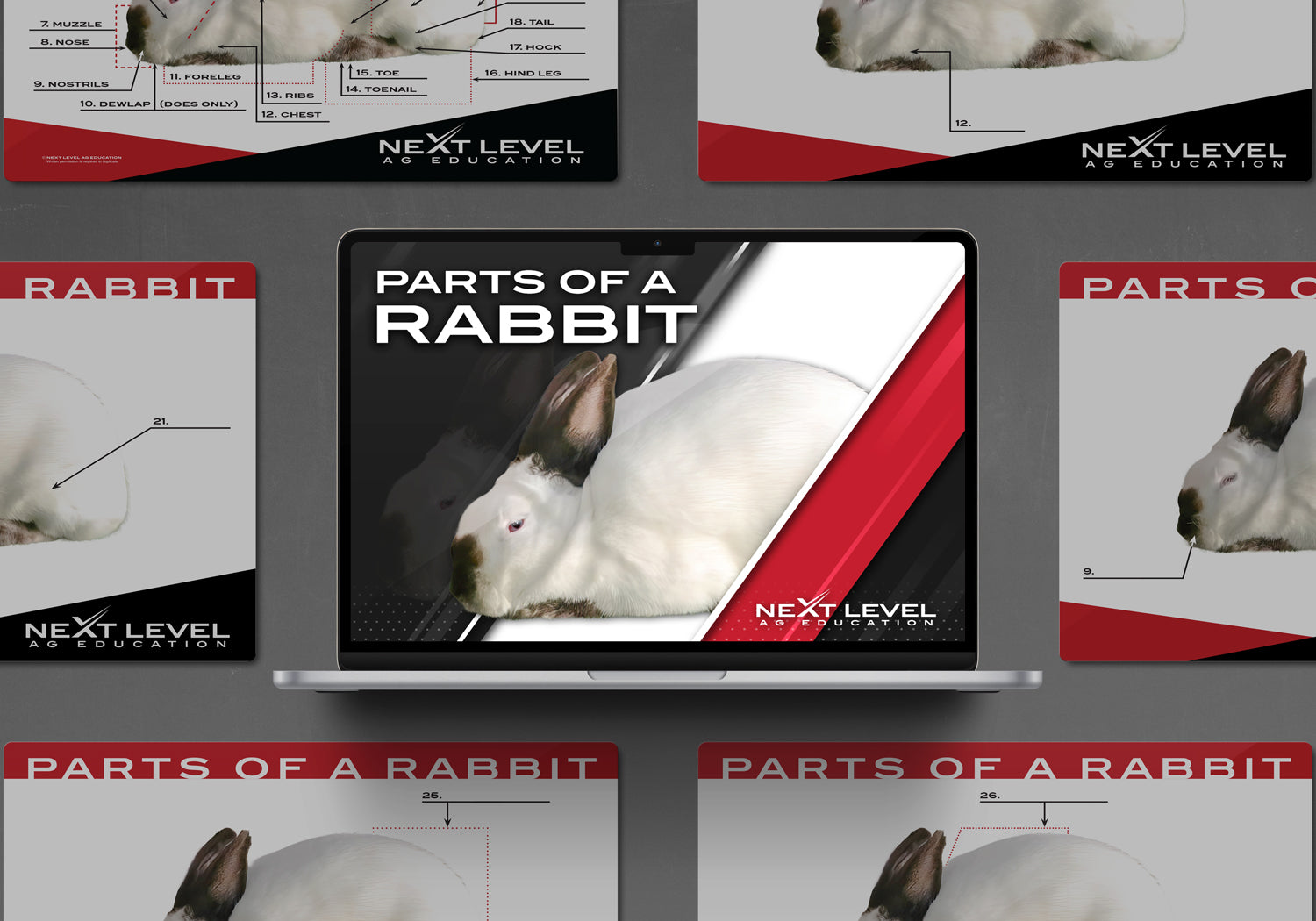 Rabbit Anatomy PowerPoint/Keynote Digital Download