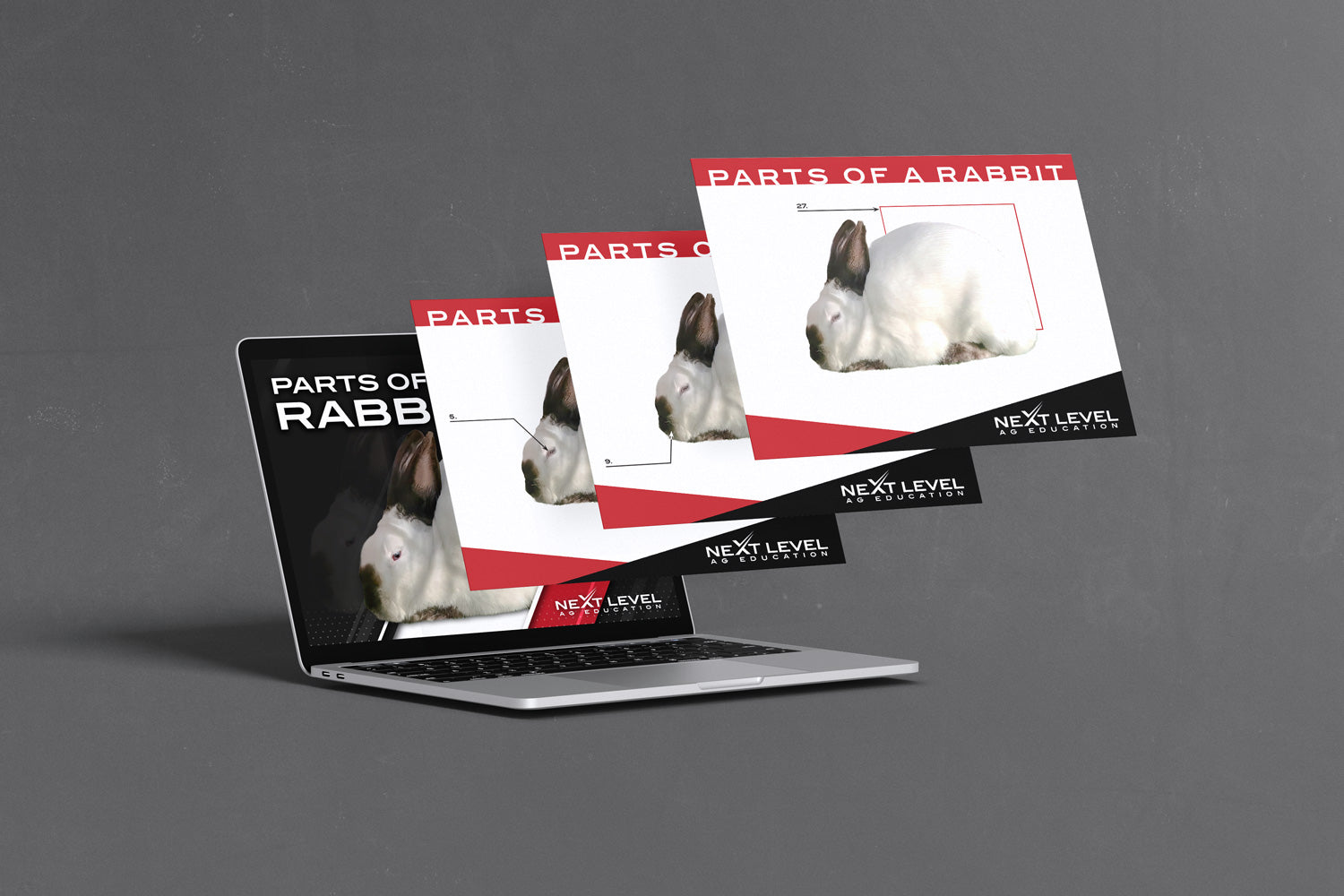 Rabbit Anatomy PowerPoint/Keynote Digital Download - Next Level ...