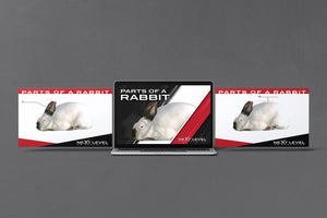 Rabbit Anatomy PowerPoint/Keynote Digital Download