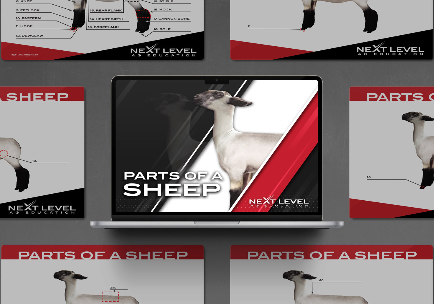 Sheep Anatomy PowerPoint/Keynote Digital Download