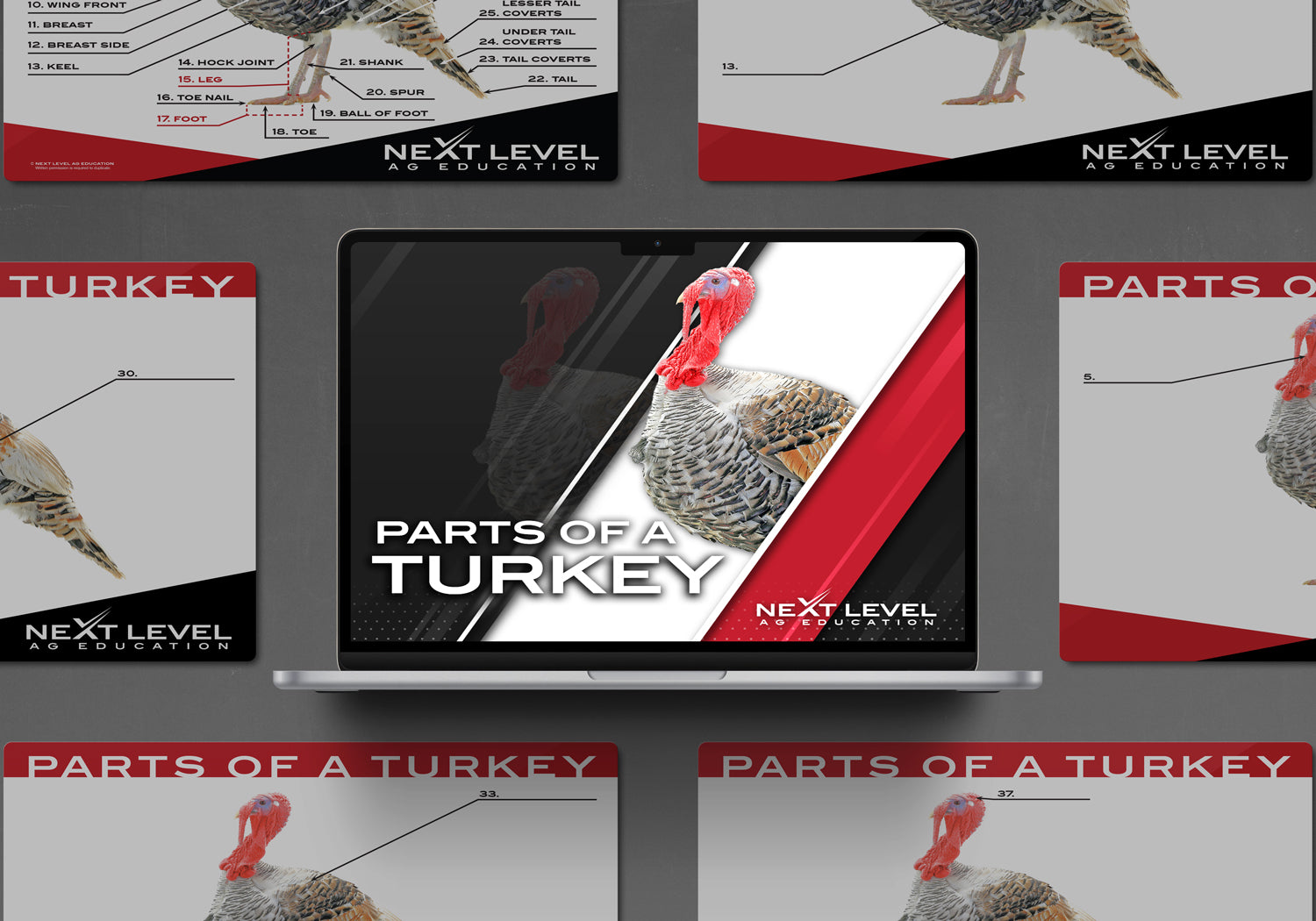 Turkey Anatomy PowerPoint/Keynote Digital Download