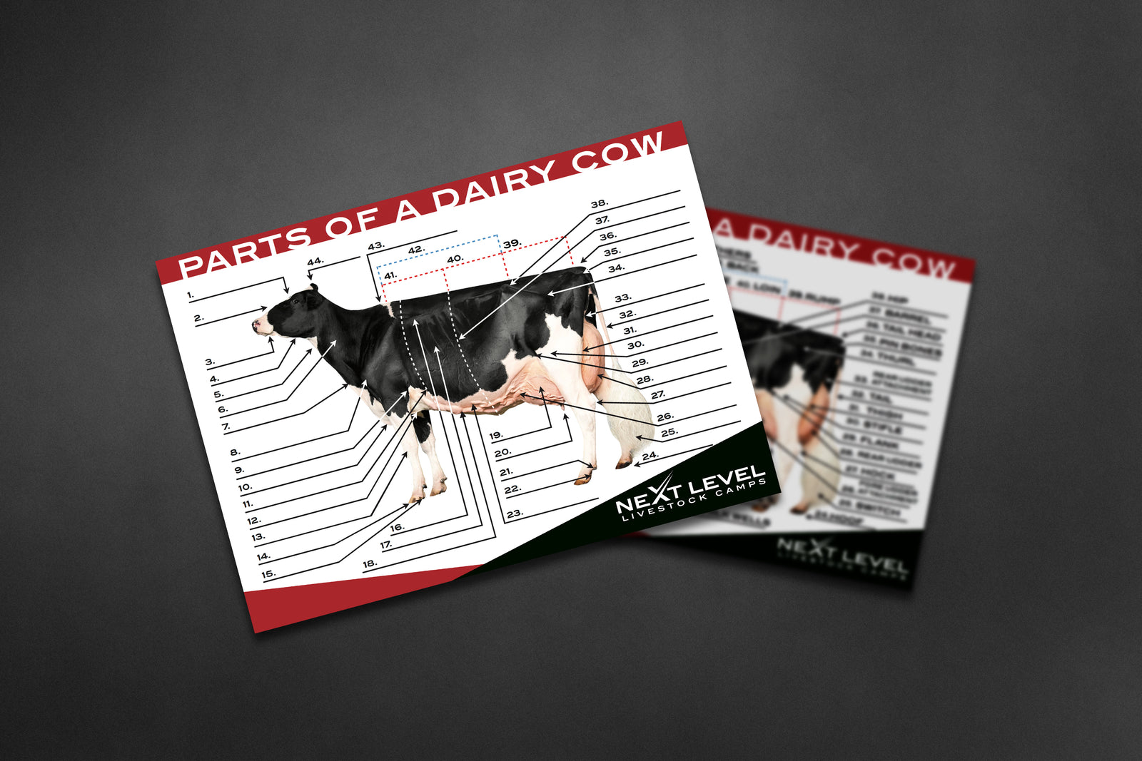 Livestock Anatomy Interactive Banner - Pigs, Sheep, Goats, Cattle, and Dairy Cows