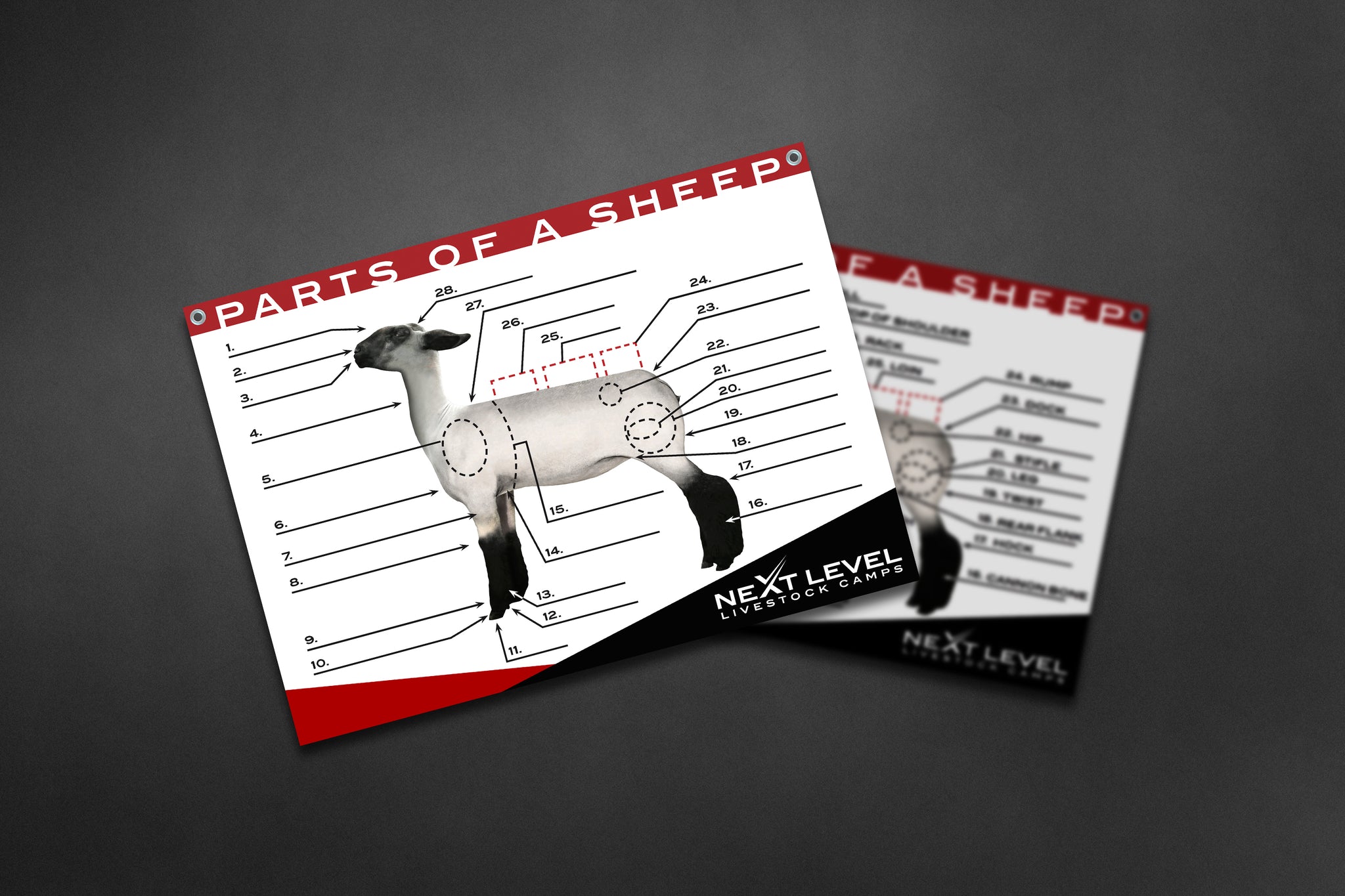 Sheep And Rabbit Graph Interactive Sheep Anatomy Teaching Chart - 40” x 30” - Next Level ...