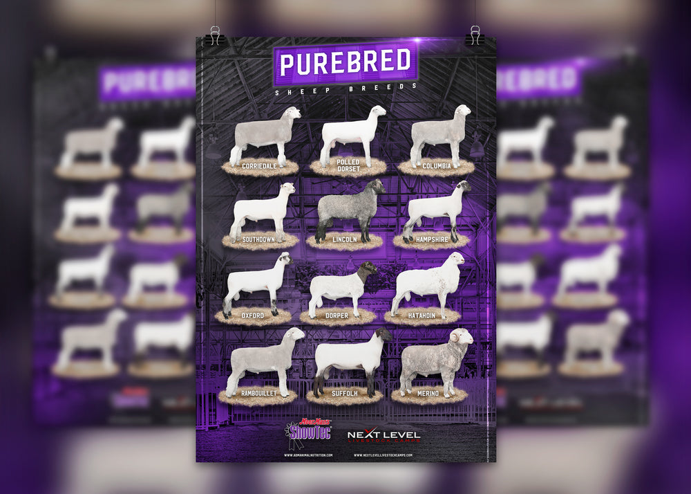 SHEEP - Next Level Livestock Camps