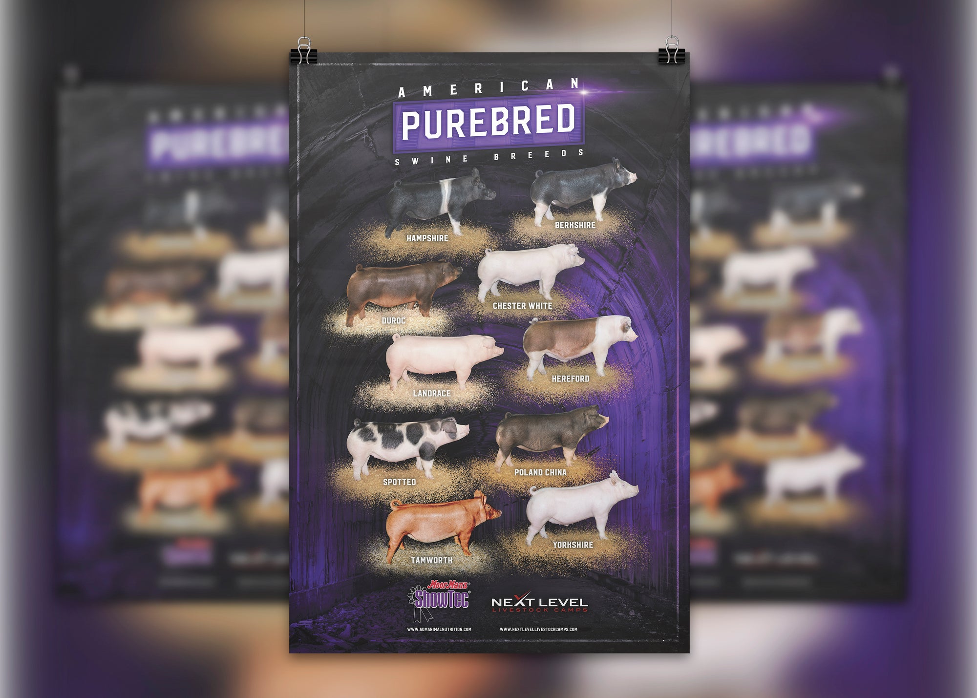 show hog breed poster